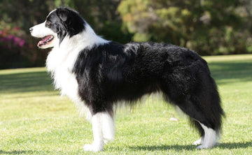 Border Collie: A Raça Canina Mais Inteligente, Versátil e Cheia de Curiosidades