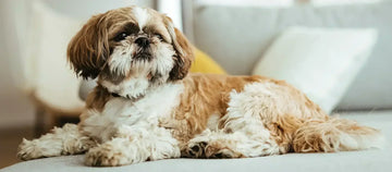 Shih Tzu: Um Pequeno Leão Cheio de Carinho