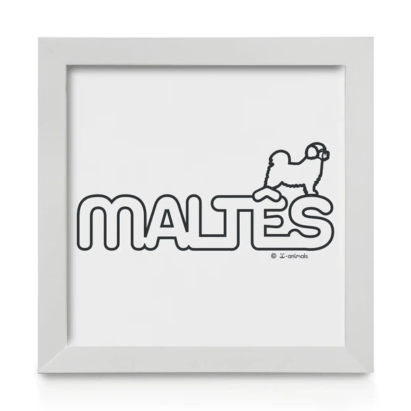 Maltês