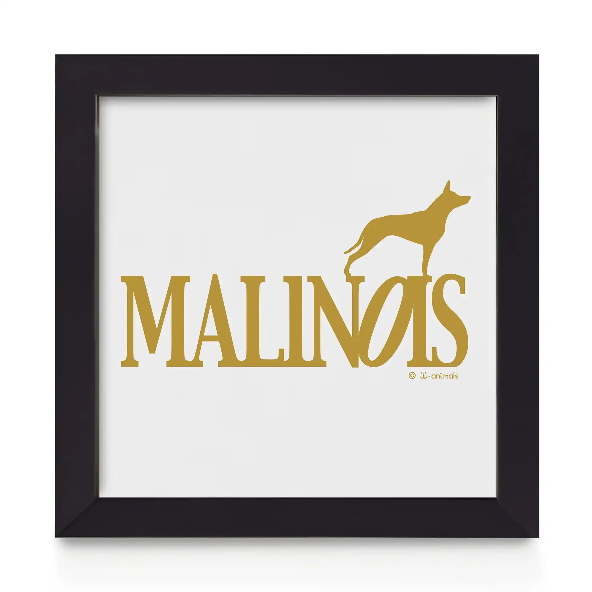 Quadro decorativo Malinois - Identidade